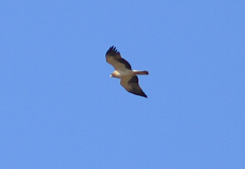 Küçük Kartal