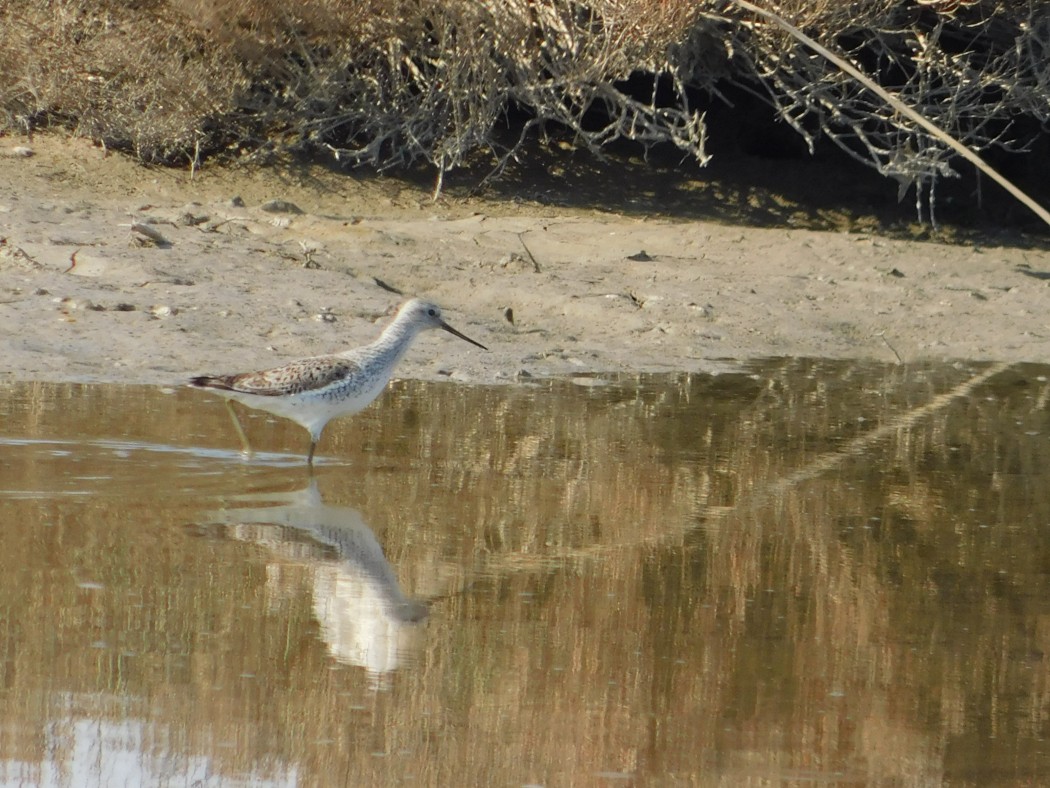 Marsh Sandpiper