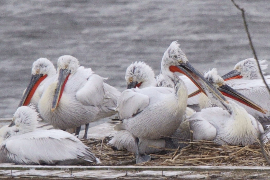 Dalmatian Pelican