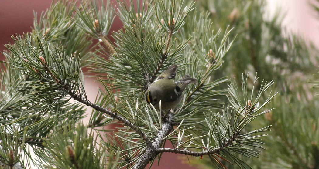 Goldcrest