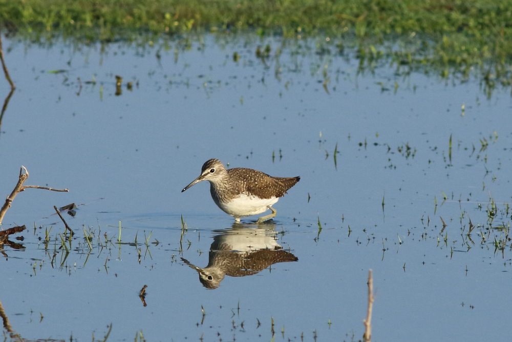 Green Sandpiper