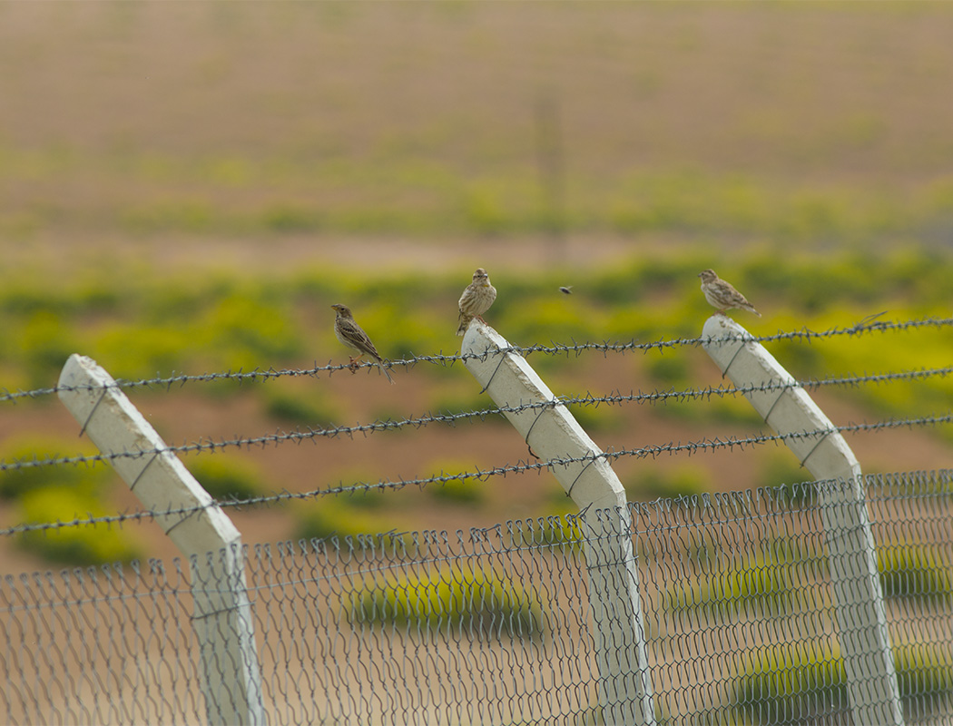 Rock Sparrow