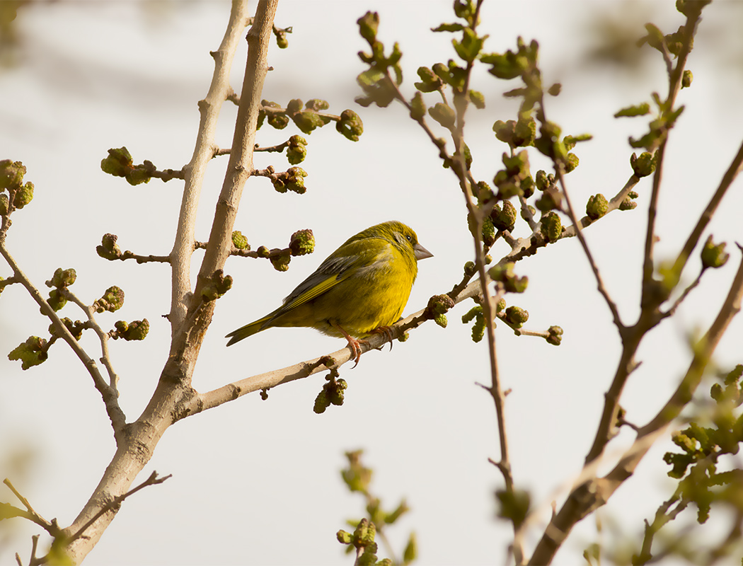 European Greenfinch