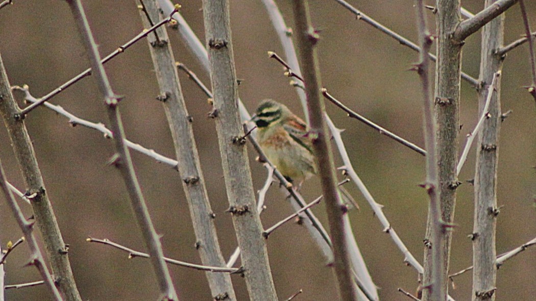 Cirl Bunting