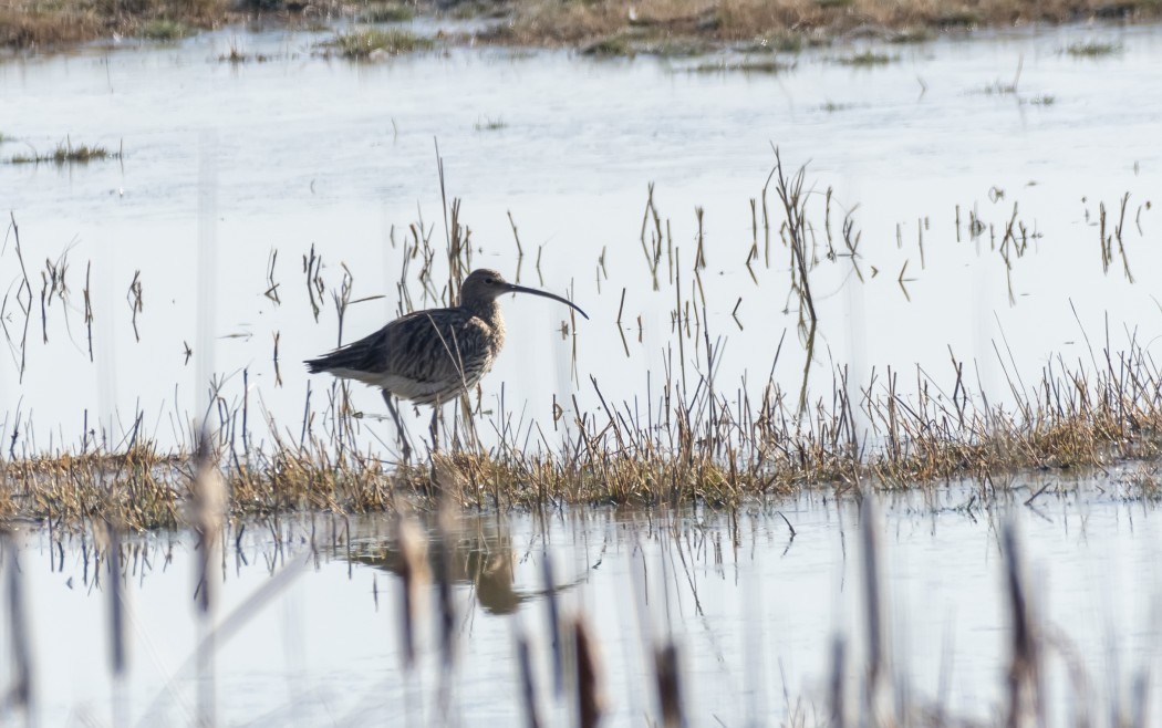 Eurasian Curlew