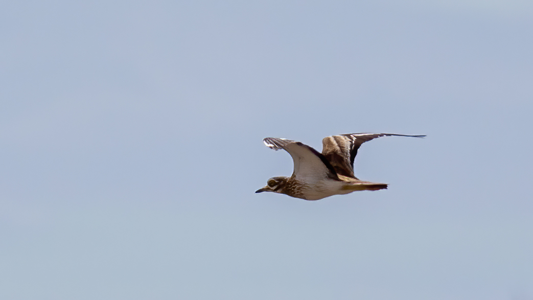 Eurasian Stone-curlew