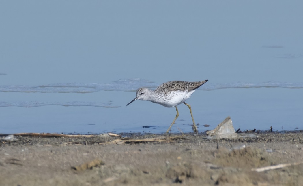 Marsh Sandpiper