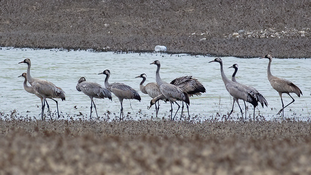 Common Crane