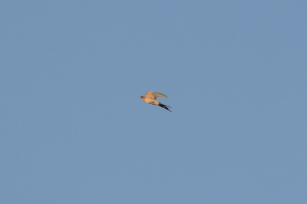 European Red-rumped Swallow