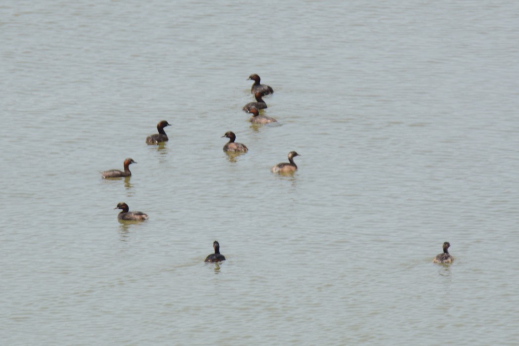 Little Grebe