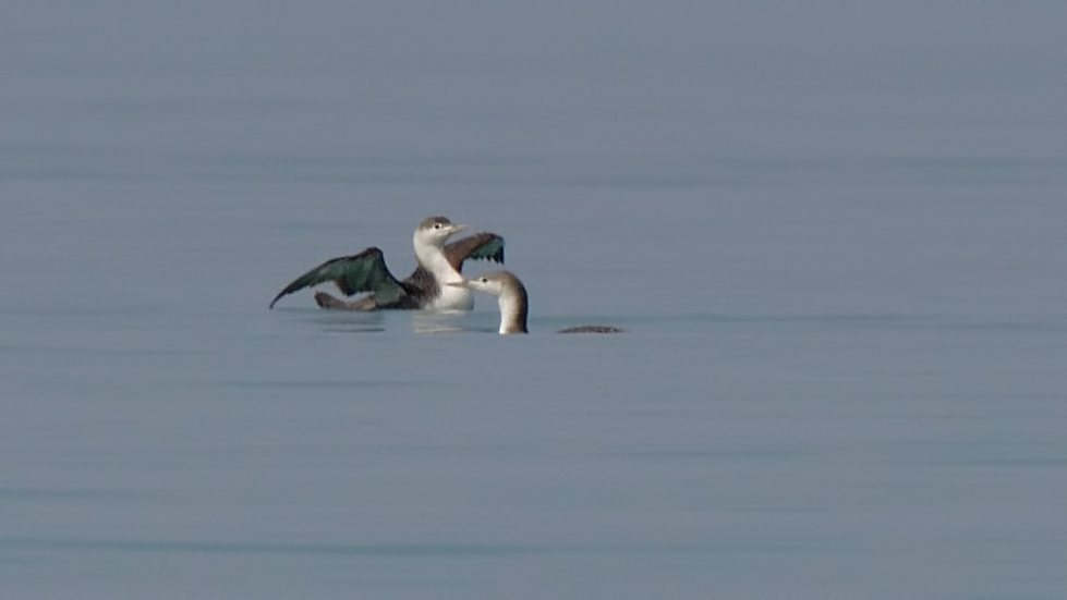 Red-throated Loon