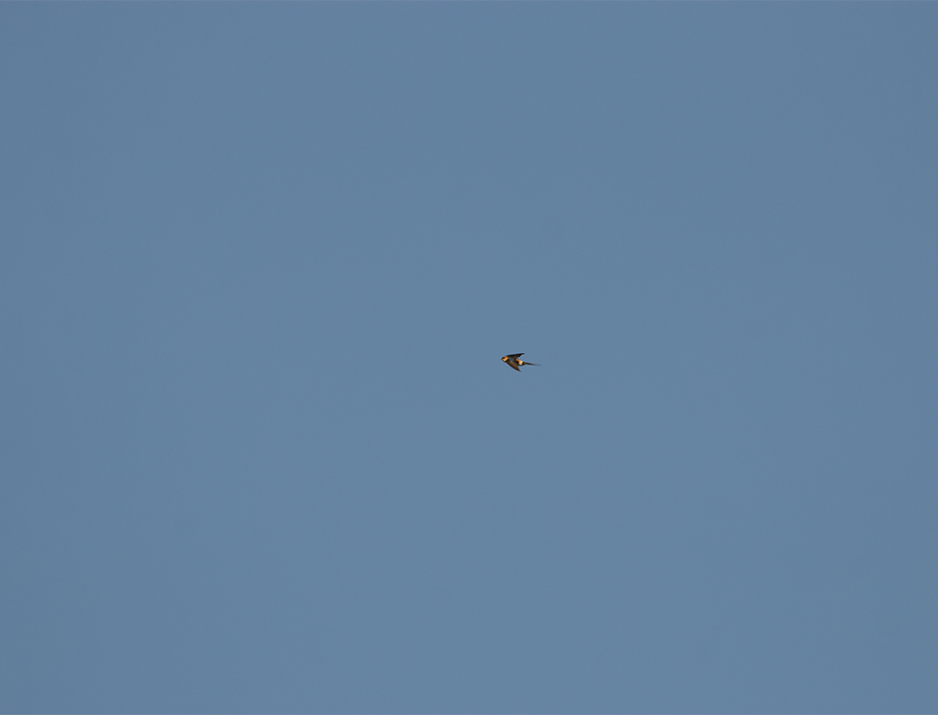 European Red-rumped Swallow