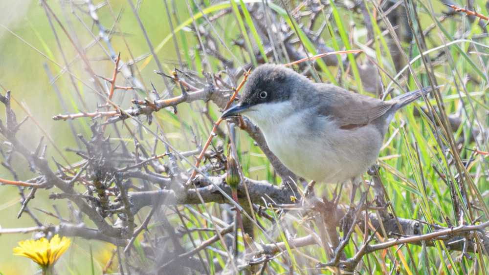 Eastern Orphean Warbler