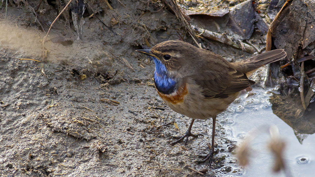 Bluethroat
