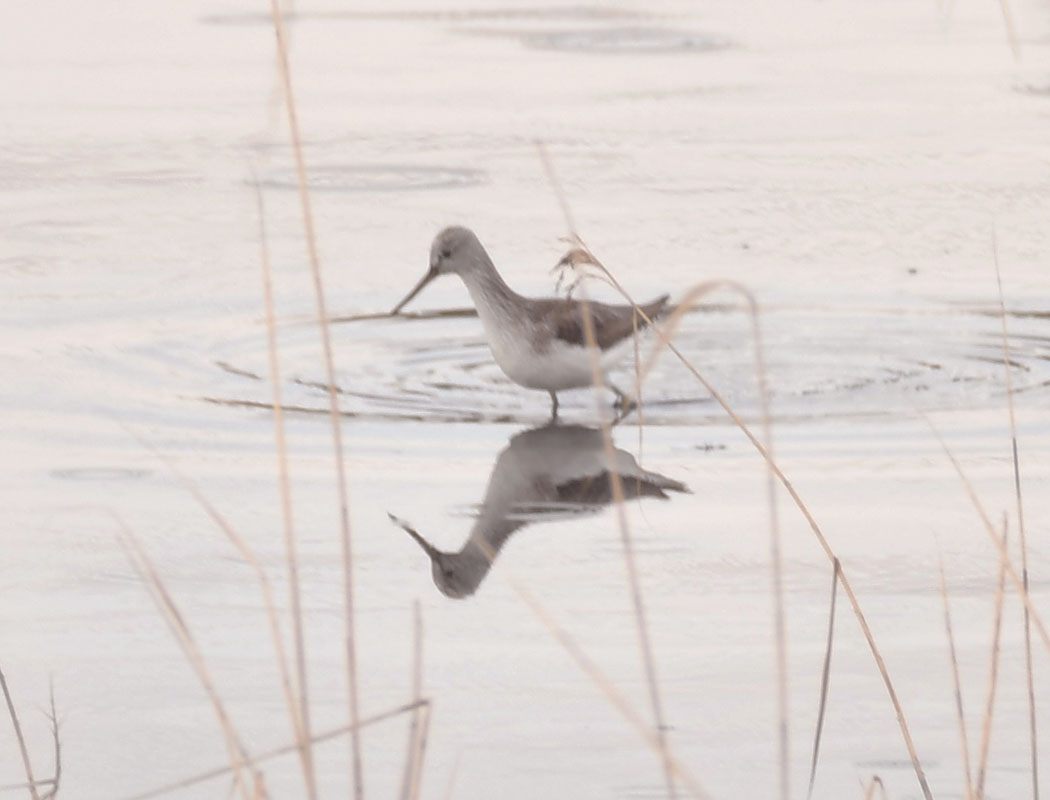 Marsh Sandpiper