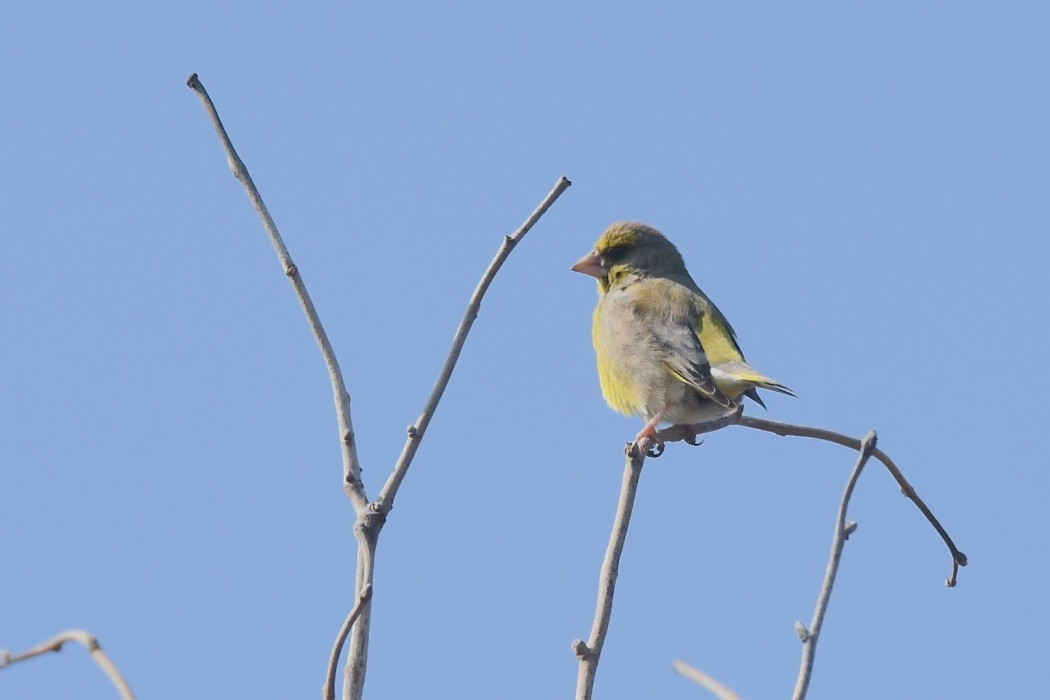 European Greenfinch