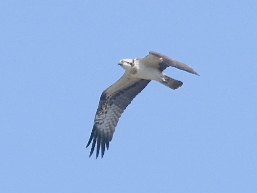 Osprey