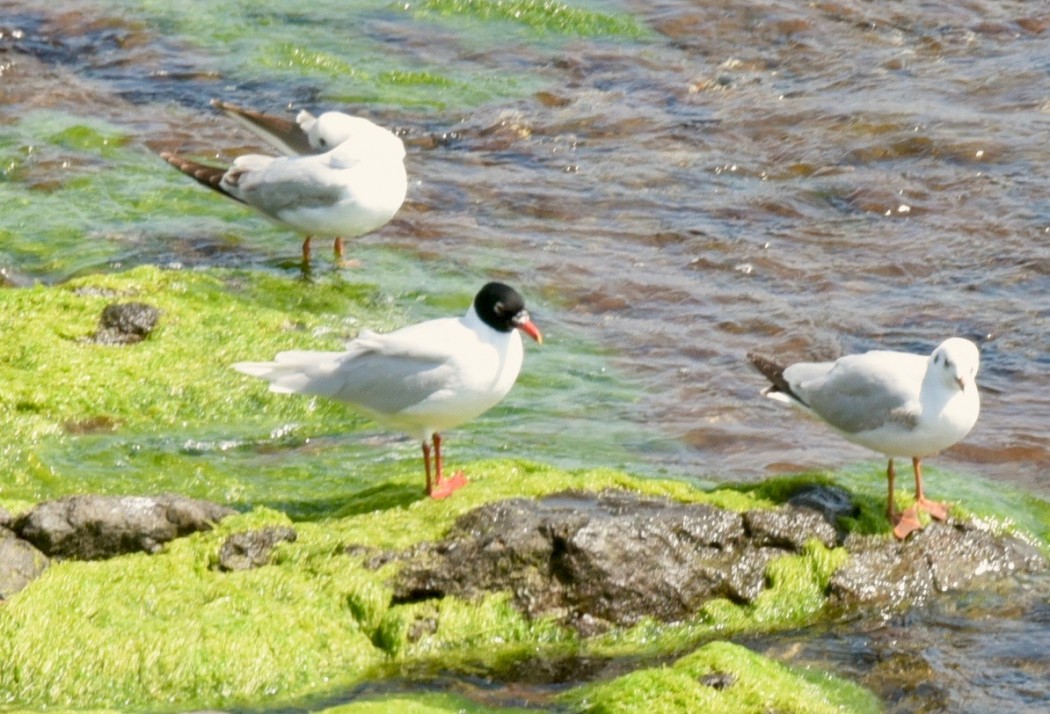 Mediterranean Gull