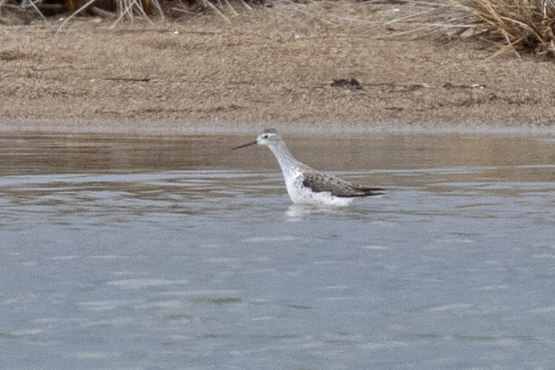 Marsh Sandpiper