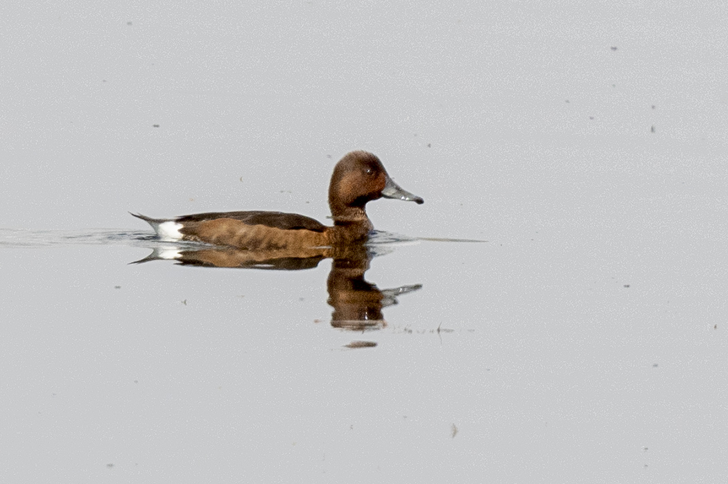 Ferruginous Duck