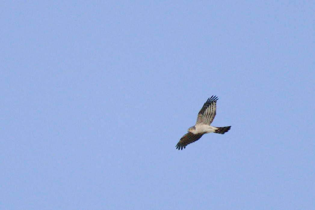 Eurasian Sparrowhawk