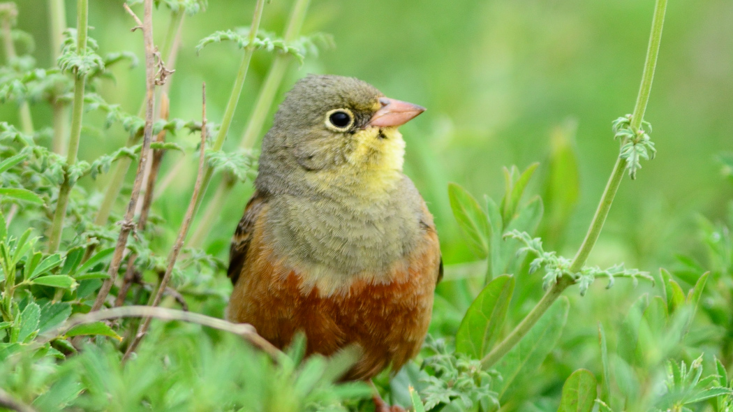 Ortolan Bunting