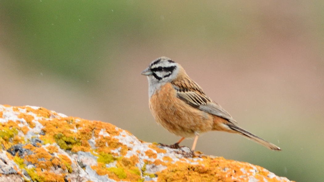 Rock Bunting