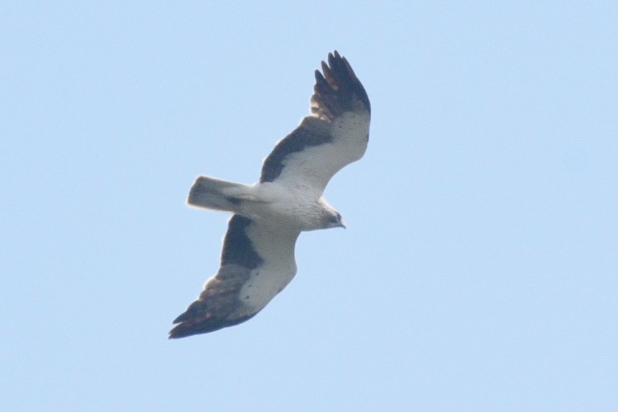 Küçük Kartal