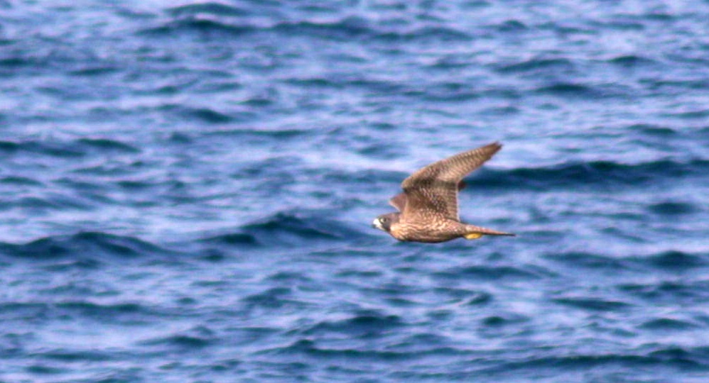 Peregrine Falcon