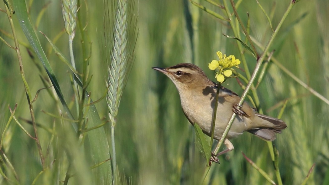 Sedge Warbler
