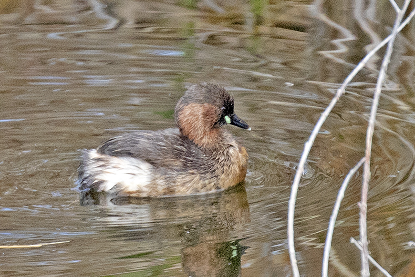 Little Grebe