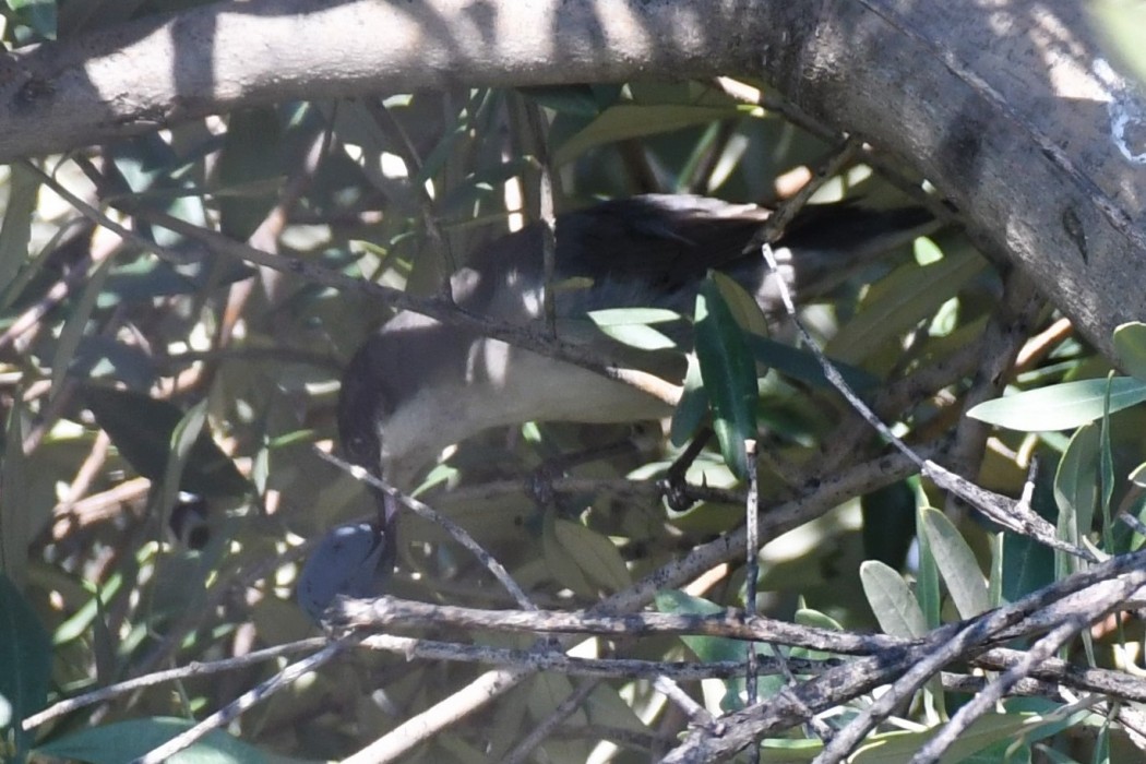 Eastern Orphean Warbler