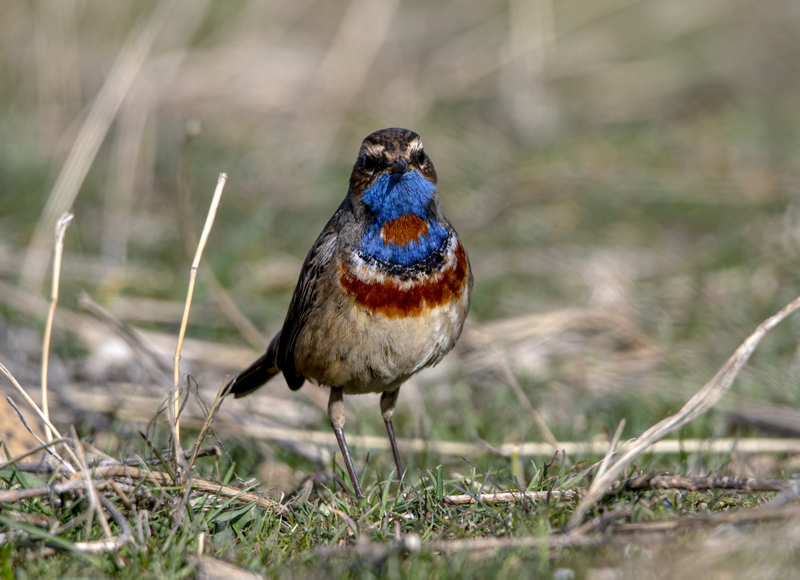 Bluethroat
