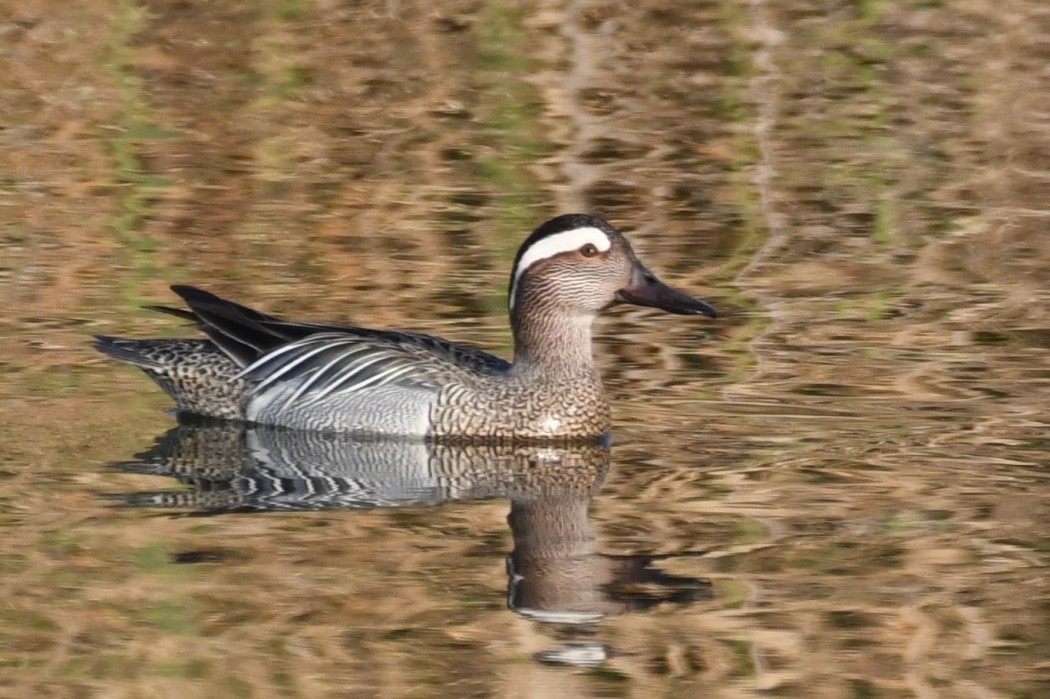 Garganey
