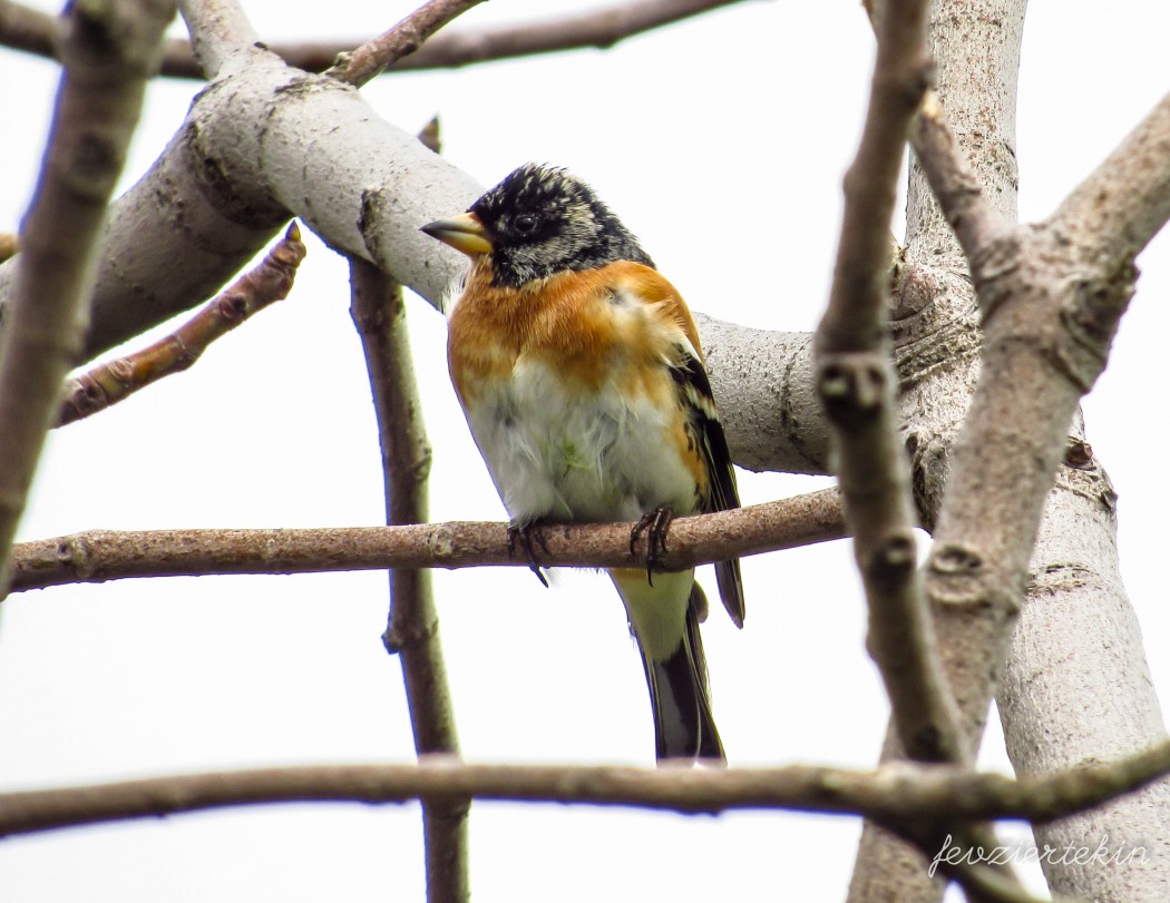 Brambling