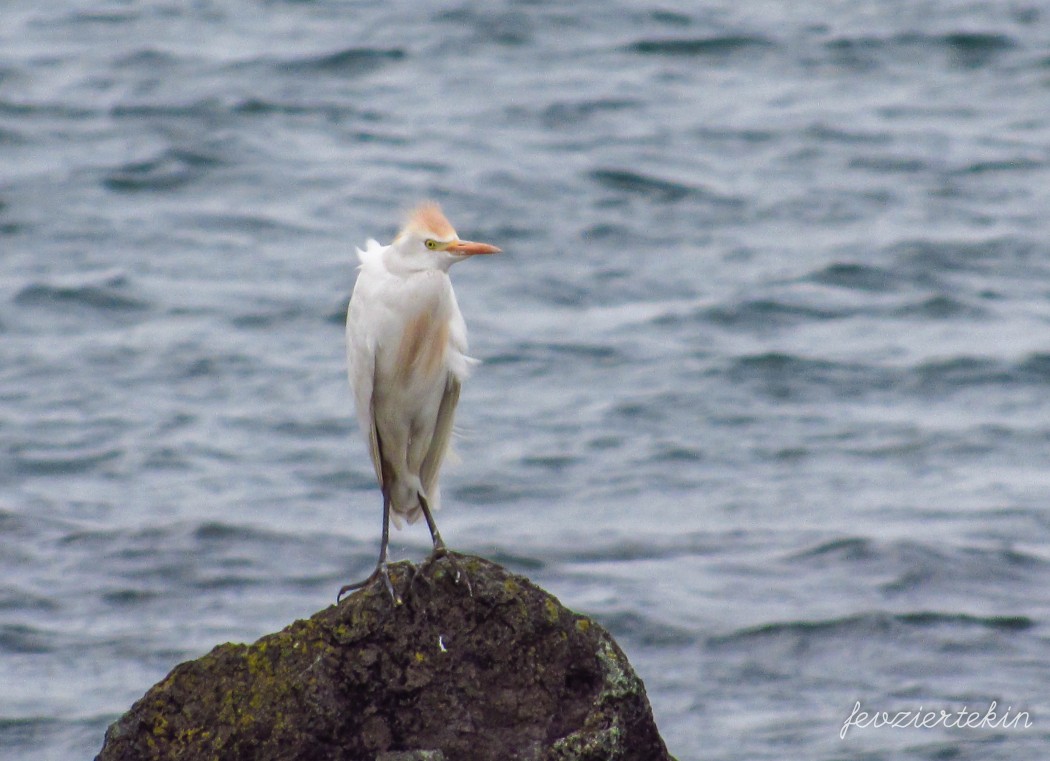 Sığır Balıkçılı