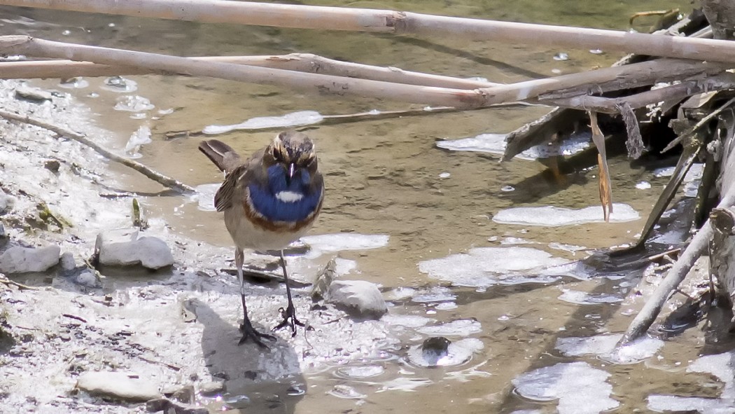 Bluethroat