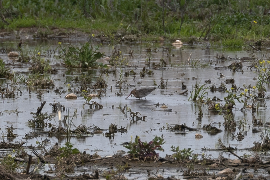 Black-tailed Godwit
