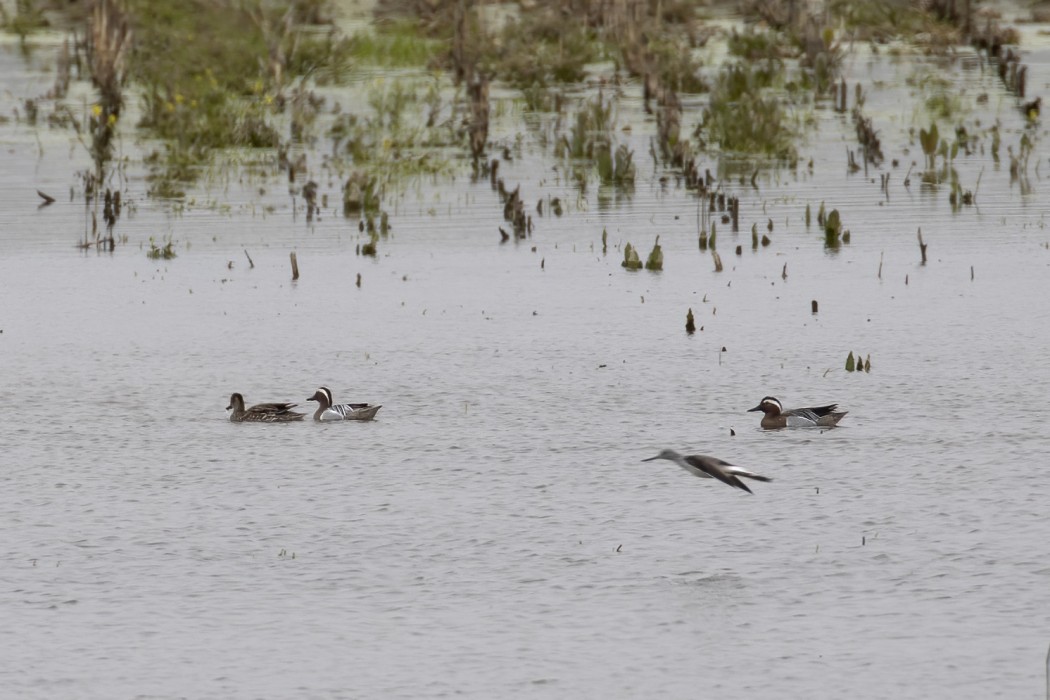 Garganey
