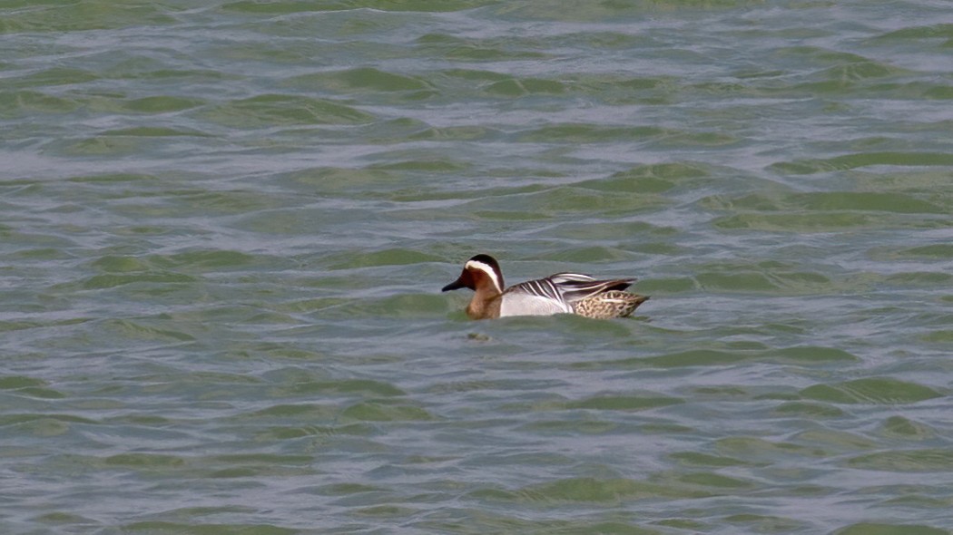 Garganey
