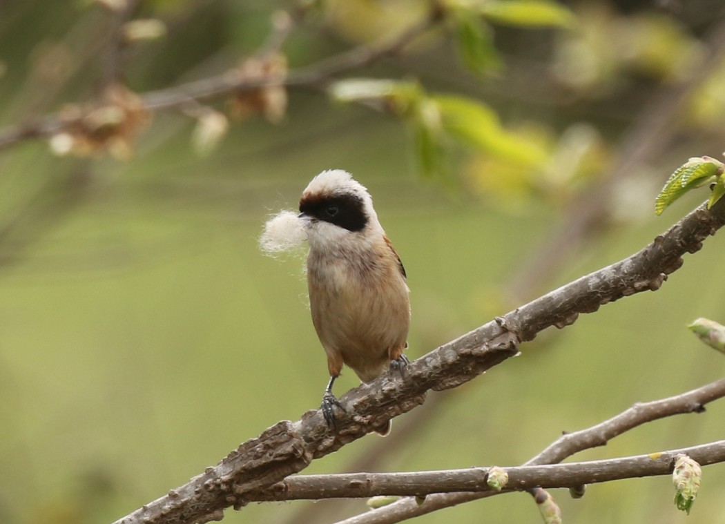 Eurasian Penduline Tit