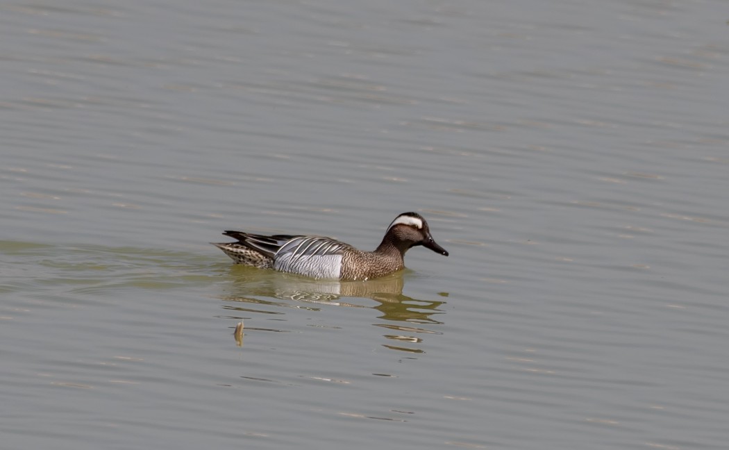 Garganey