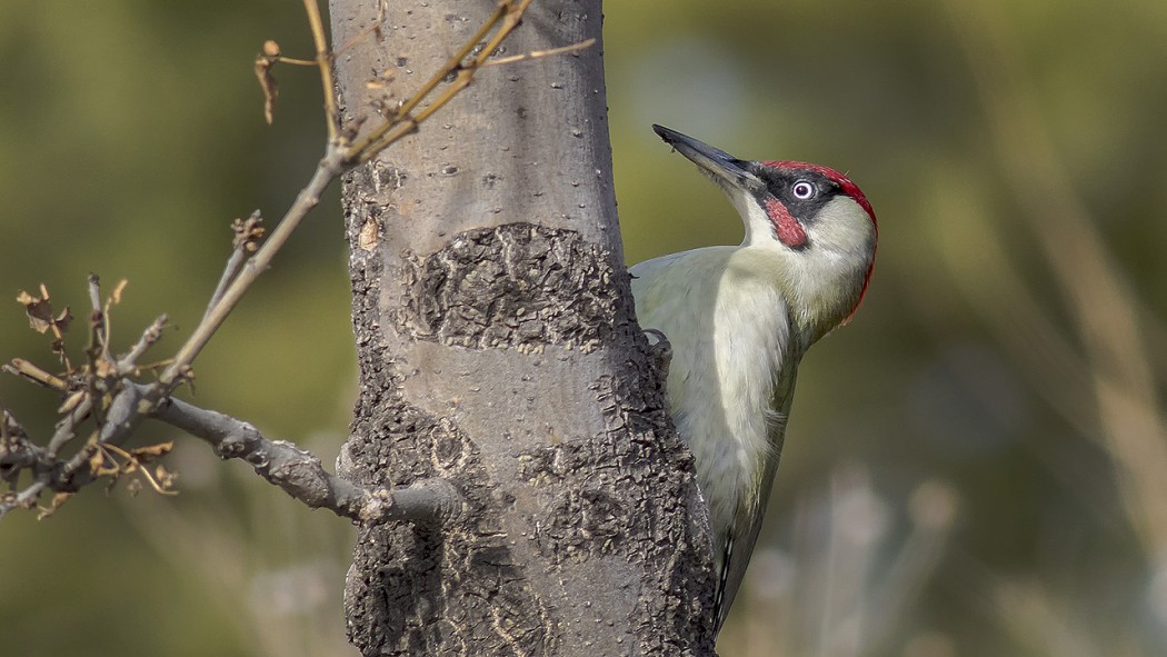 European Green Woodpecker