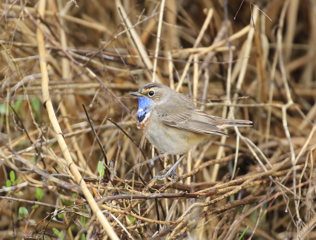 Bluethroat