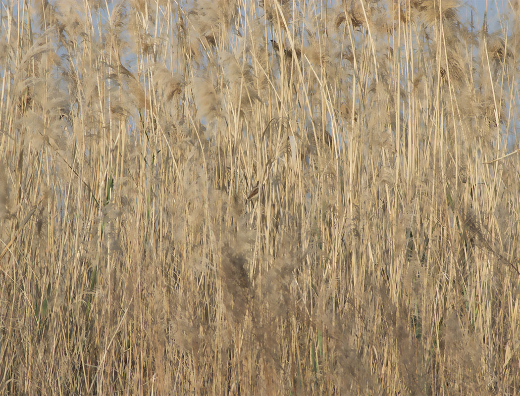 Eurasian Wryneck