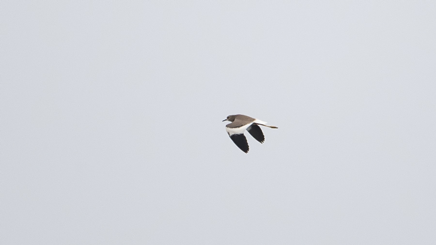 White-tailed Lapwing