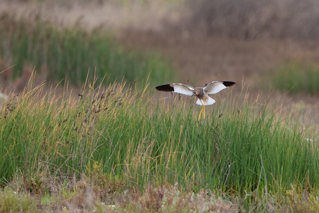 White-tailed Lapwing