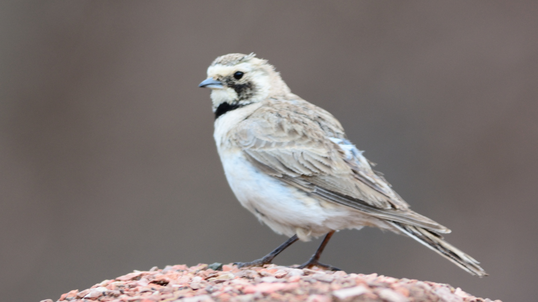 Horned Lark