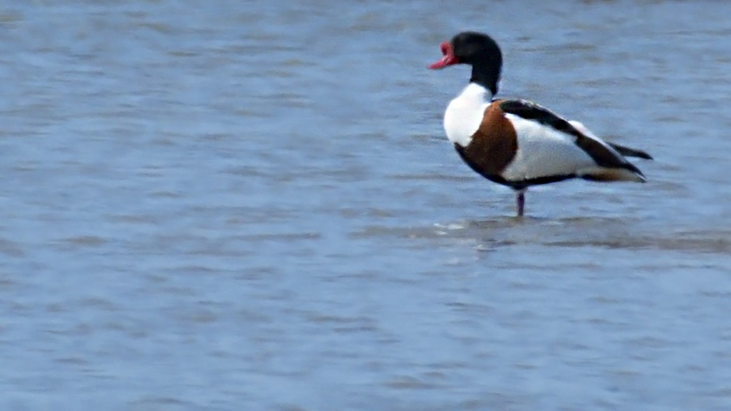 Common Shelduck