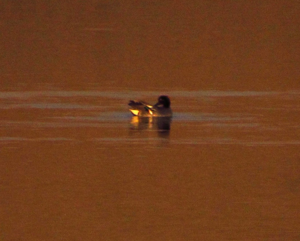 Eurasian Teal